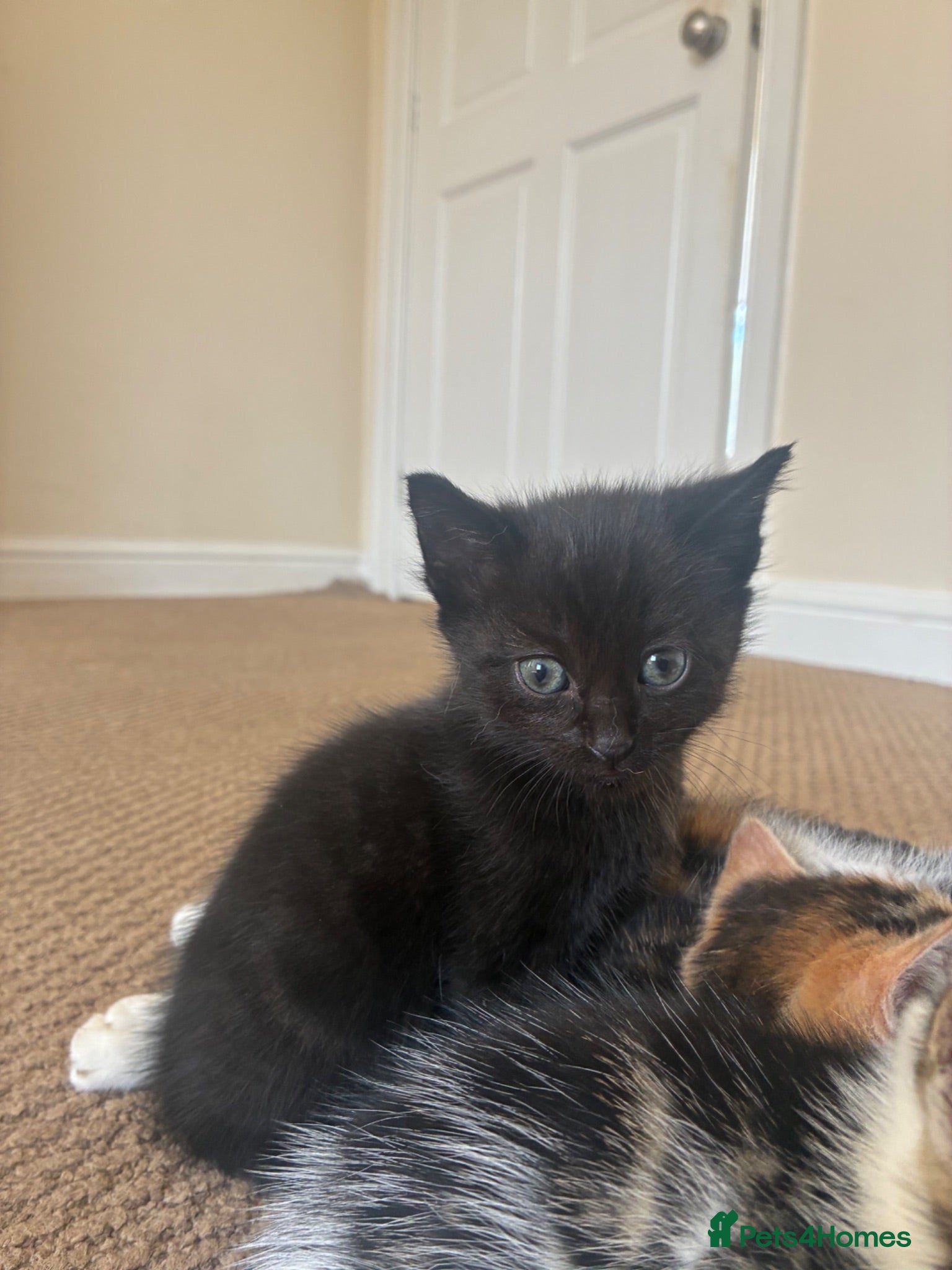 Mixed Breed cats Kitten - Advert 1