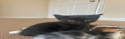 Mixed Breed cats for sale: Kitten in Taunton - Advert 1