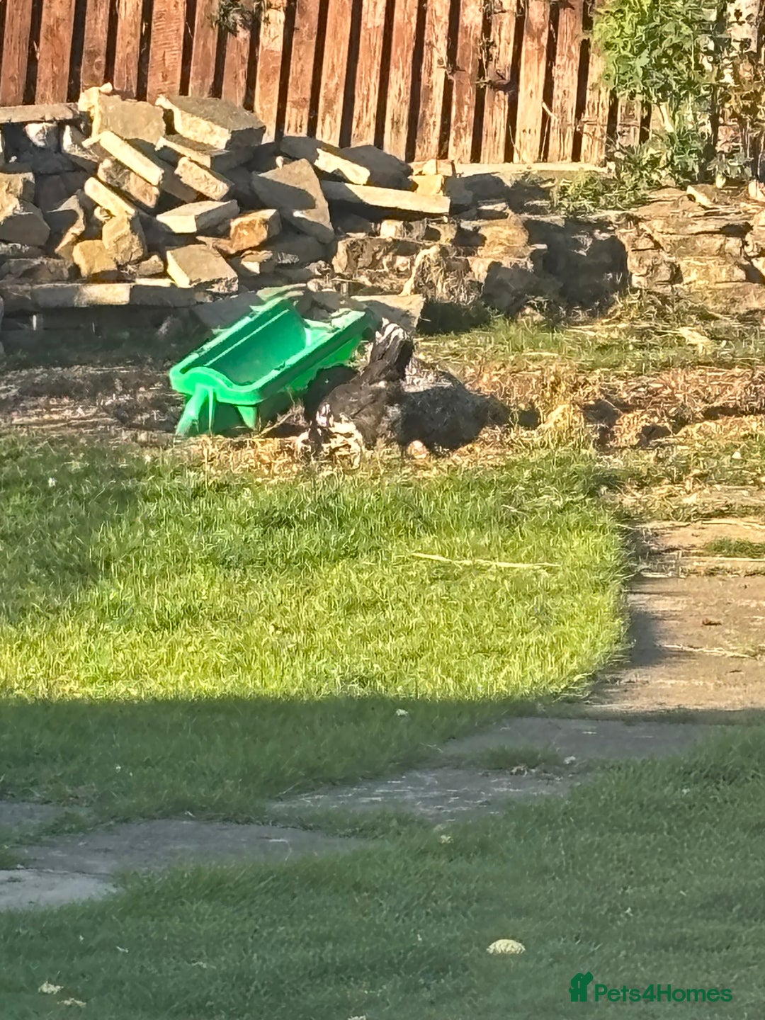 Chickens poultry for sale: Garden hens for sale - Image 12