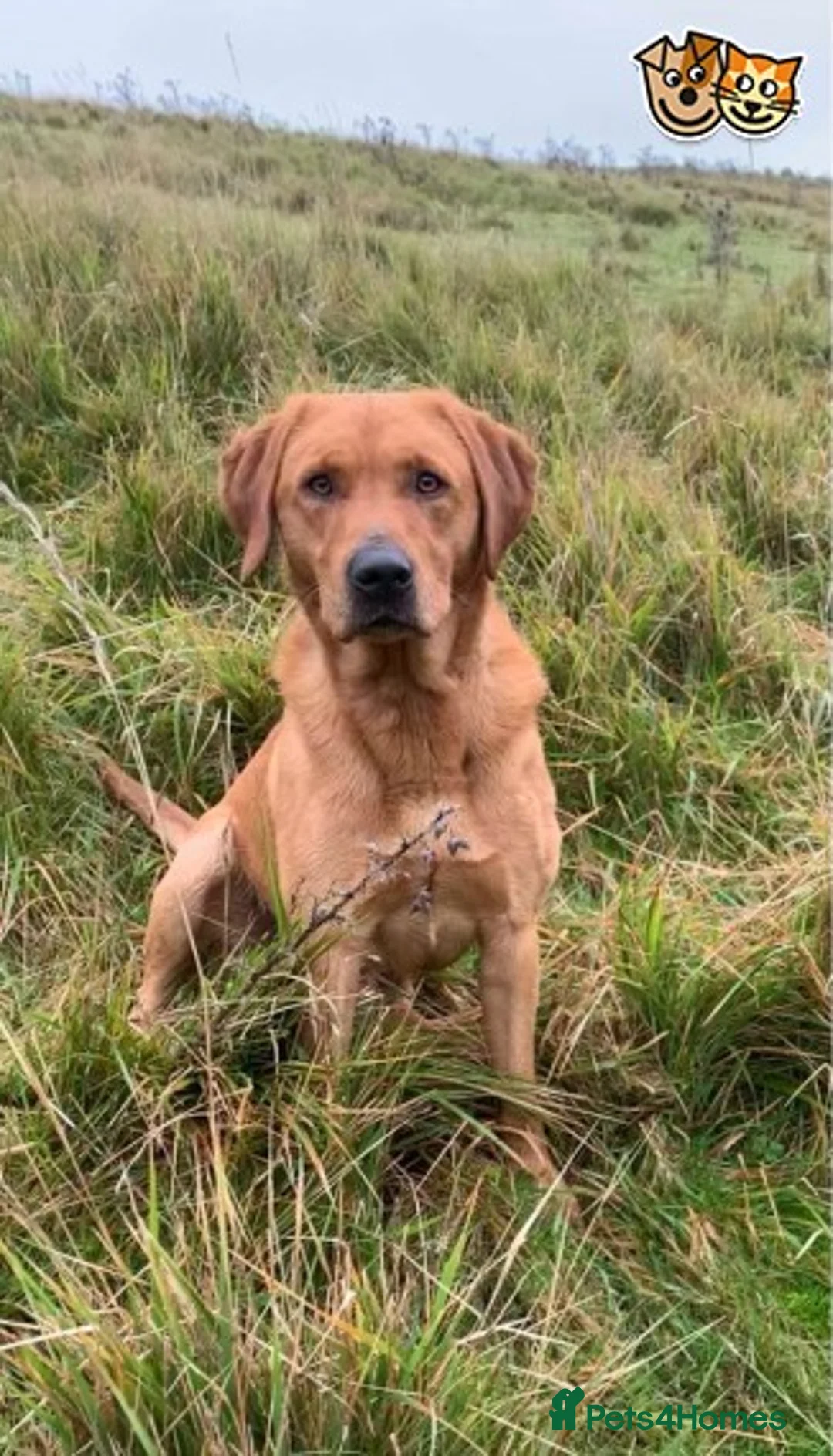 Labrador Retriever dogs for stud: Fully health tested Fox Red Labrador For Stud in Tewkesbury - Advert 11