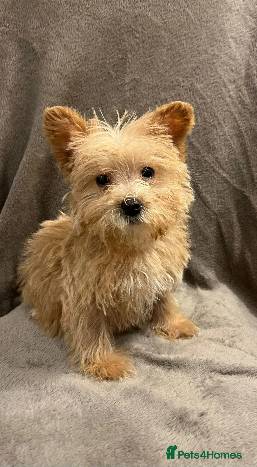 Westiepoo dogs for sale: Westiepoo puppies hypoallergenic  - Advert 2