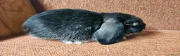 Mini Lop rabbits for sale: Pure Mini lop buck . Vaccinated  - Advert 2