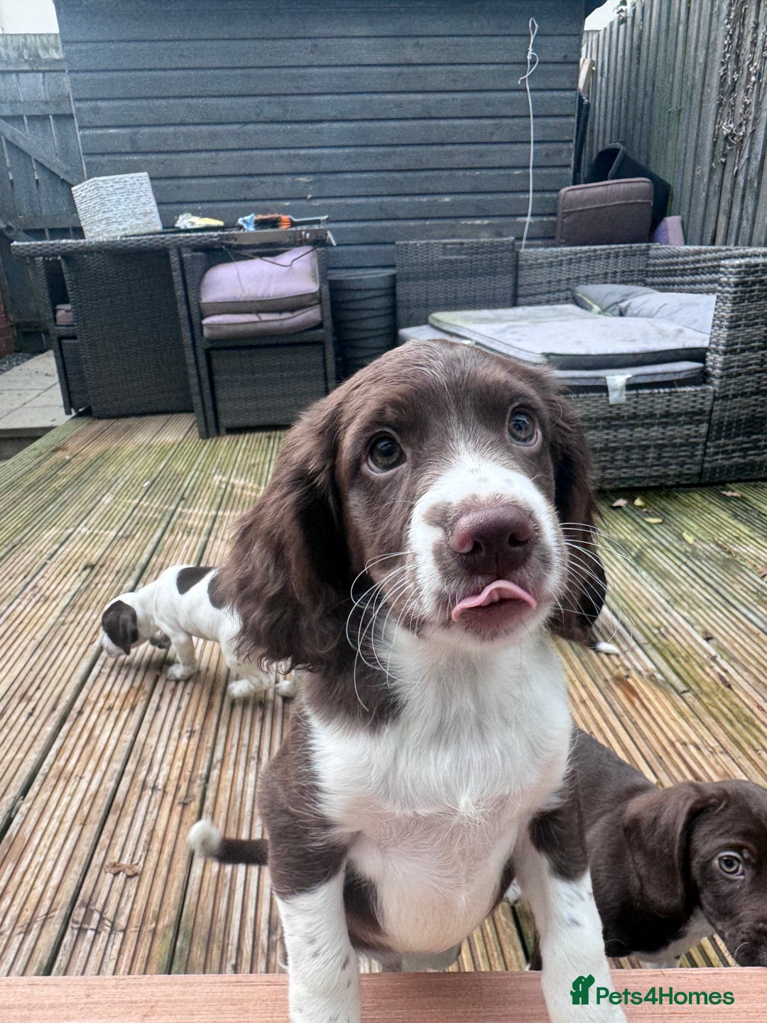 Mixed Breed dogs for sale: Chi sprocker  - Advert 34