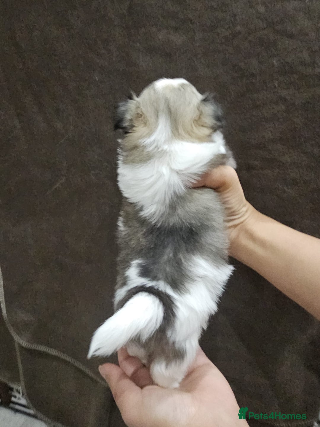 Mixed Breed dogs for sale: Shiranian pups shih tzu cross pomeranian  - Advert 6