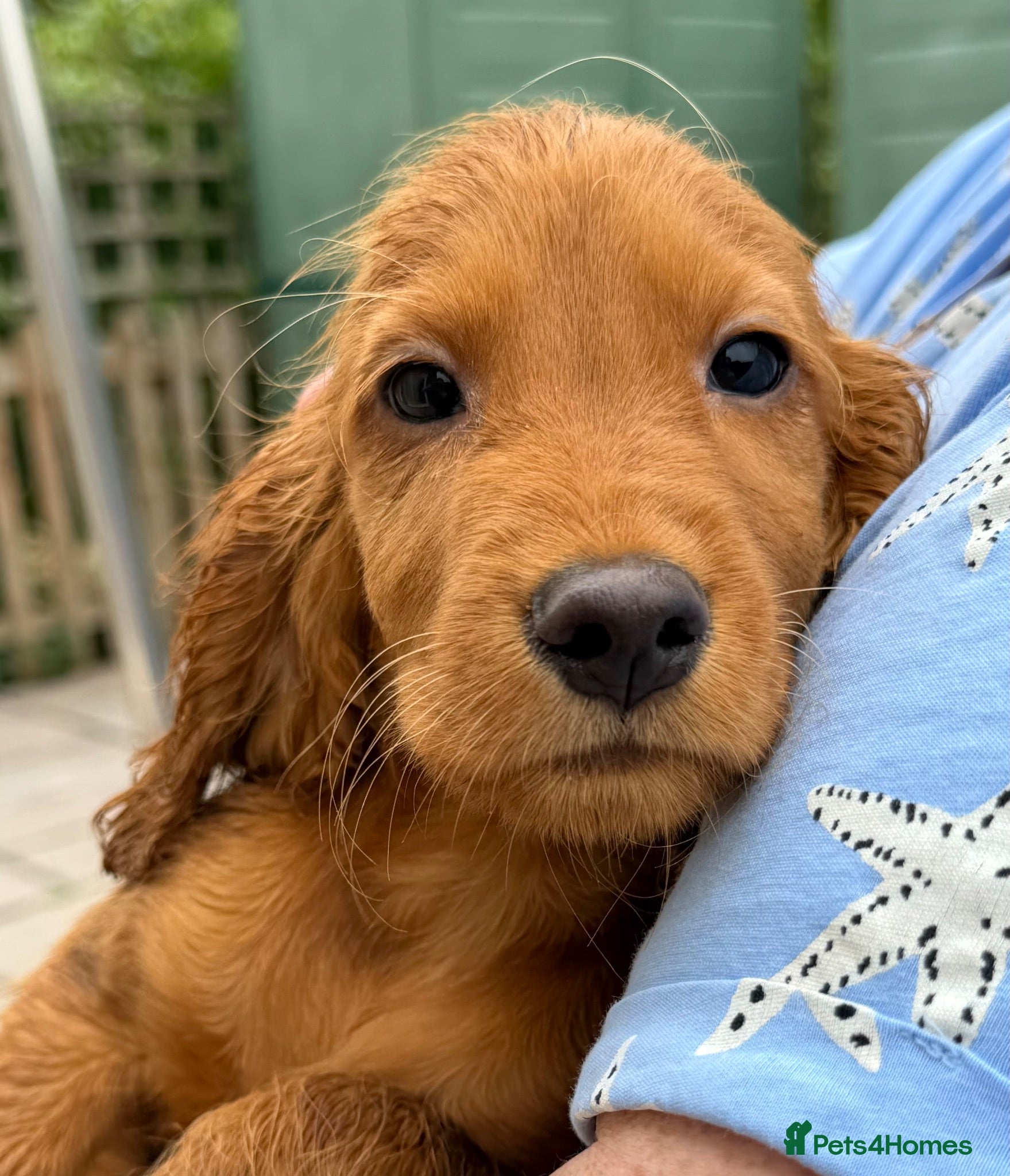 Cocker Spaniel dogs Gorgeous Golden Cockers - Advert 12
