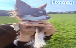 Chihuahua dogs for sale: 🔥 Adorable long-haired Chihuahua puppies for sale - Image 29