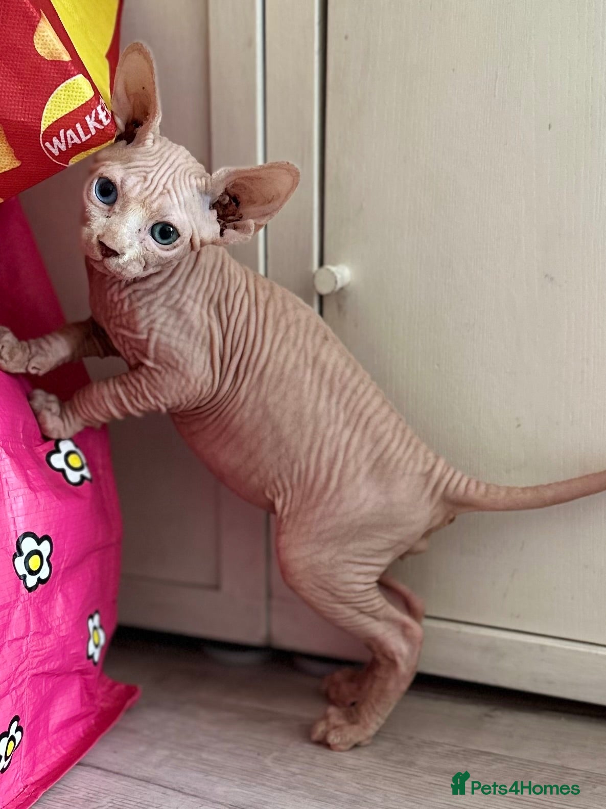 Sphynx cats Canadian Sphynx kittens READY NOW - Advert 1