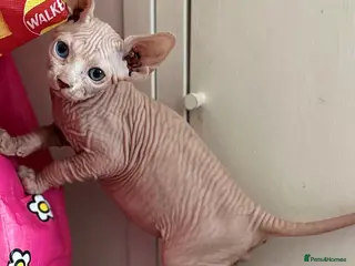 Sphynx cats Canadian Sphynx kittens READY NOW - Advert 1