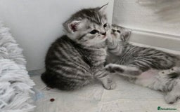 British Shorthair cats for sale: Bsh x Persian  - Image 14