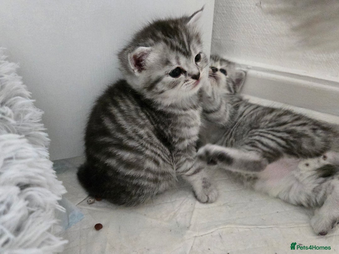 British Shorthair cats for sale: Bsh x Persian  - Image 14