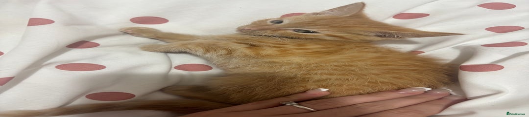 Mixed Breed Kitten 4