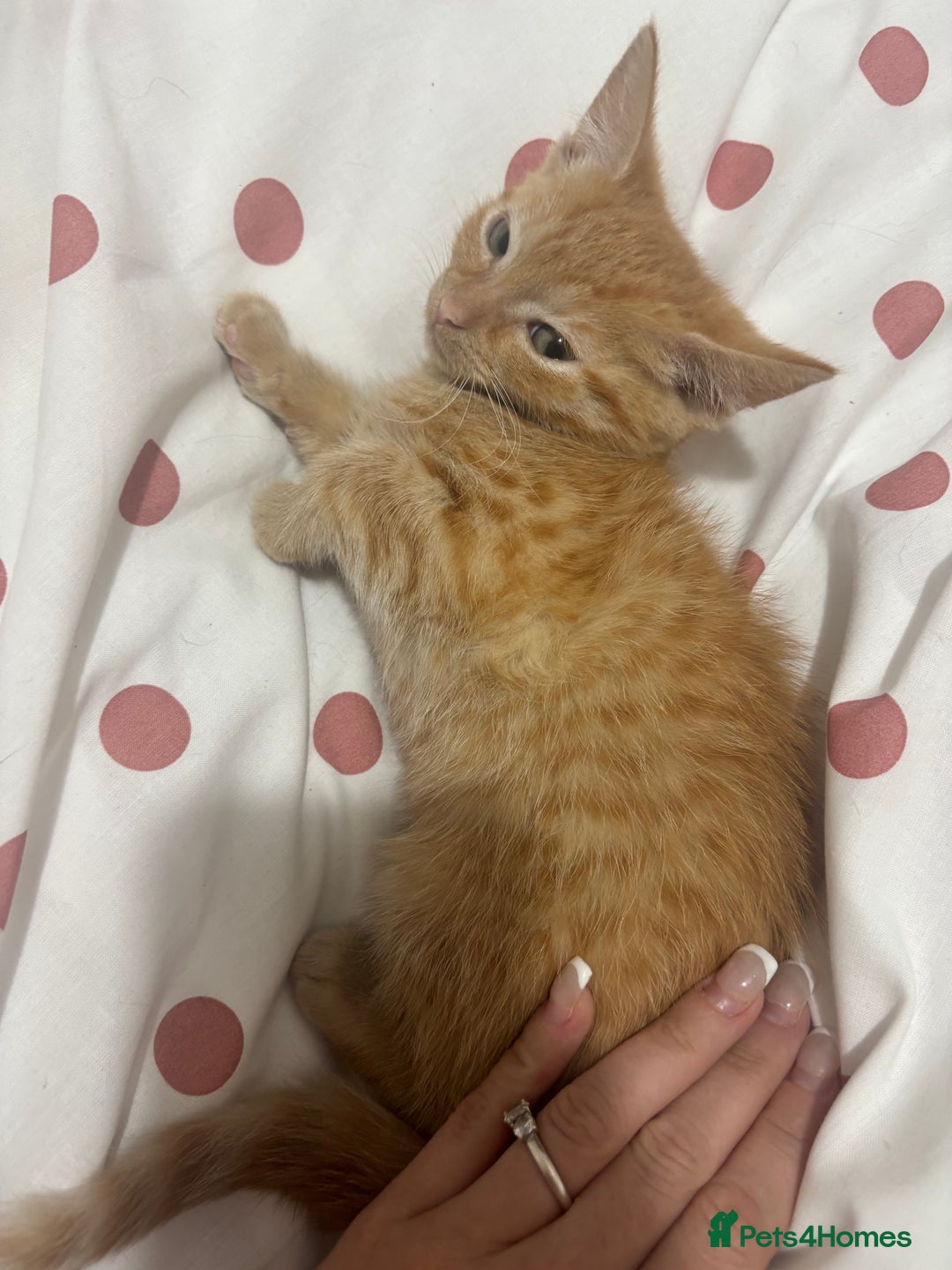 Mixed Breed cats for sale: 1 Gorgeous Female Kitten Ready for their new home - Image 12