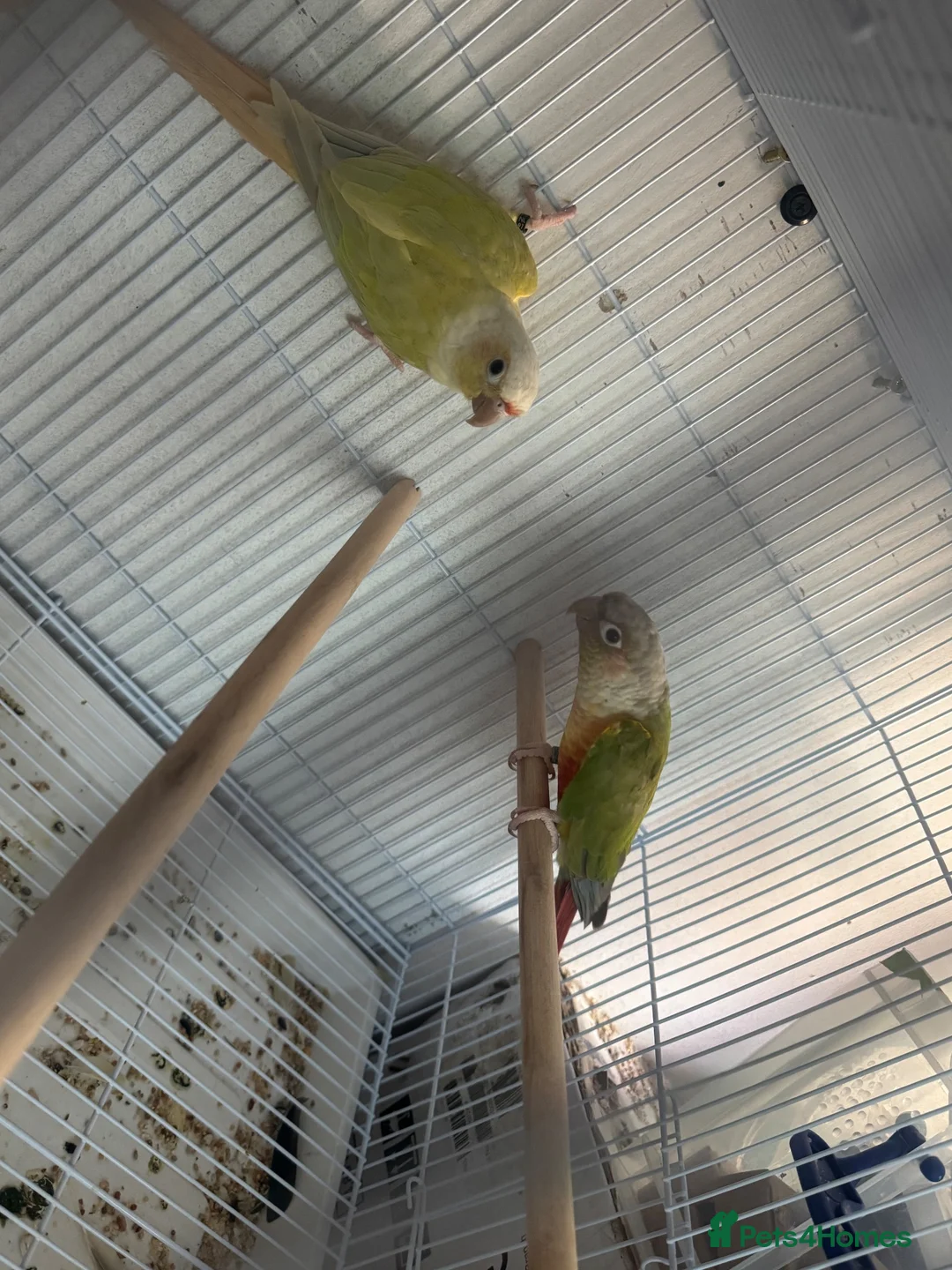 Parrots birds for sale: Pair of conures  - Advert 1