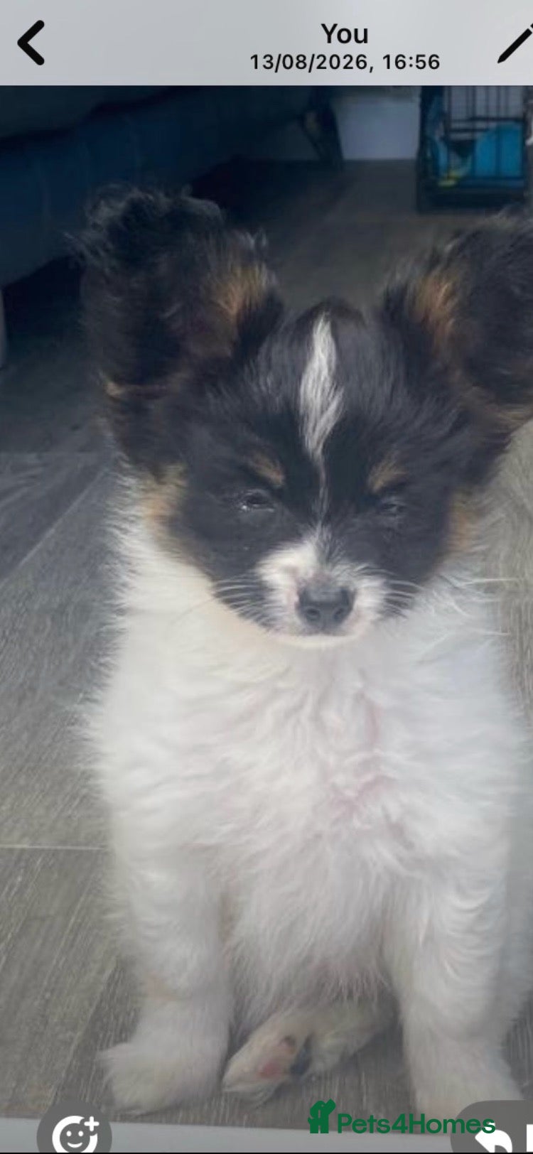 Papillon dogs Beautiful boy puppy  - Advert 1