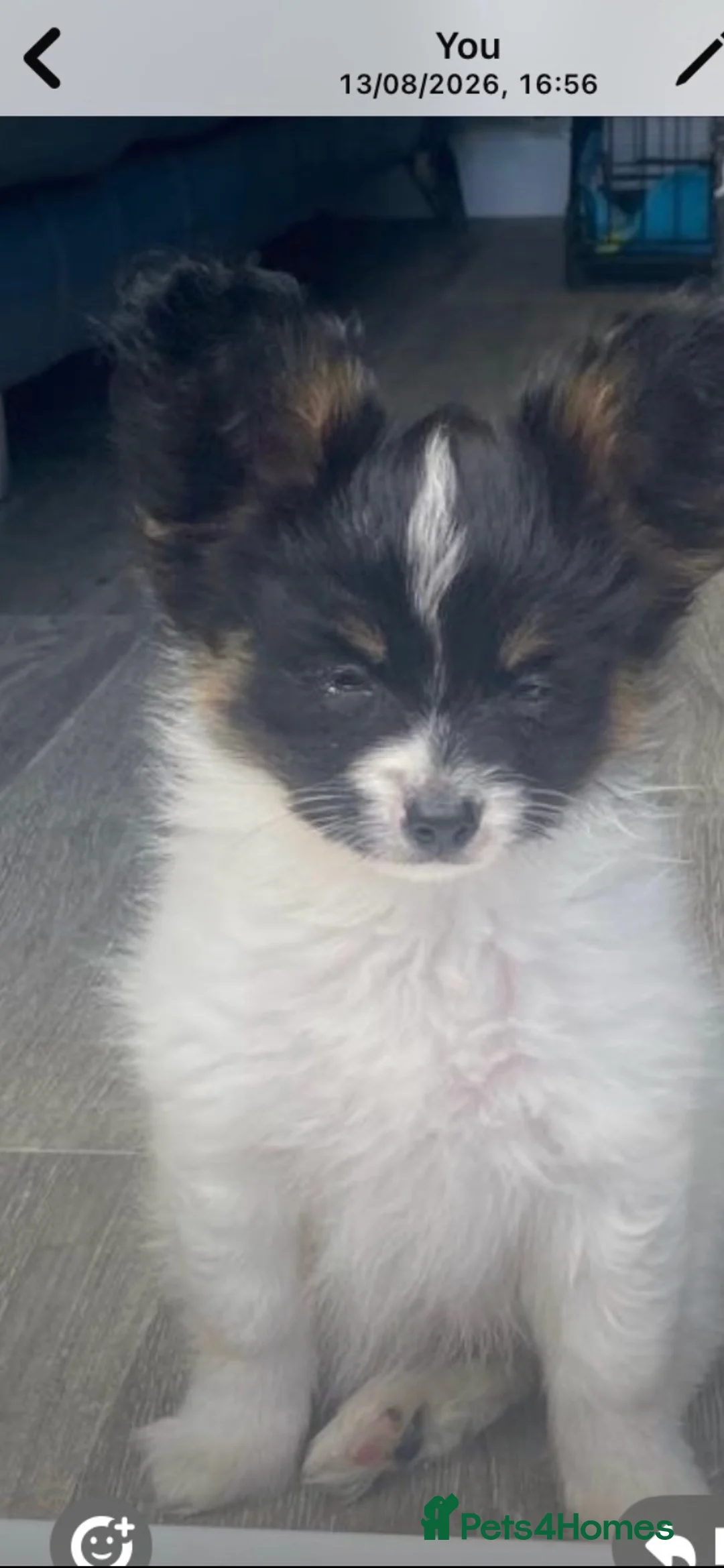 Papillon dogs for sale: Beautiful boy puppy  - Advert 1