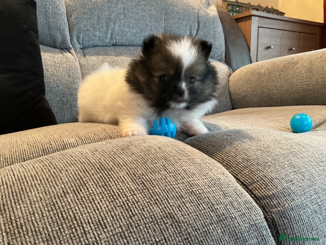 Pomeranian dogs for sale: Tiny toy size parti-Pomeranian 8 weeks ready now - Advert 15