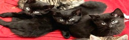 Savannah cats for sale: Stunning Savannah Cross kittens, ready now - Advert 8
