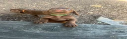 Mixed Breed dogs for sale: READY NOW  - Weimaraner x Vizsla - Advert 13