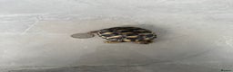 Hermann Tortoise reptiles for sale: Breeding pair of Hermann tortoises and babies - Advert 11