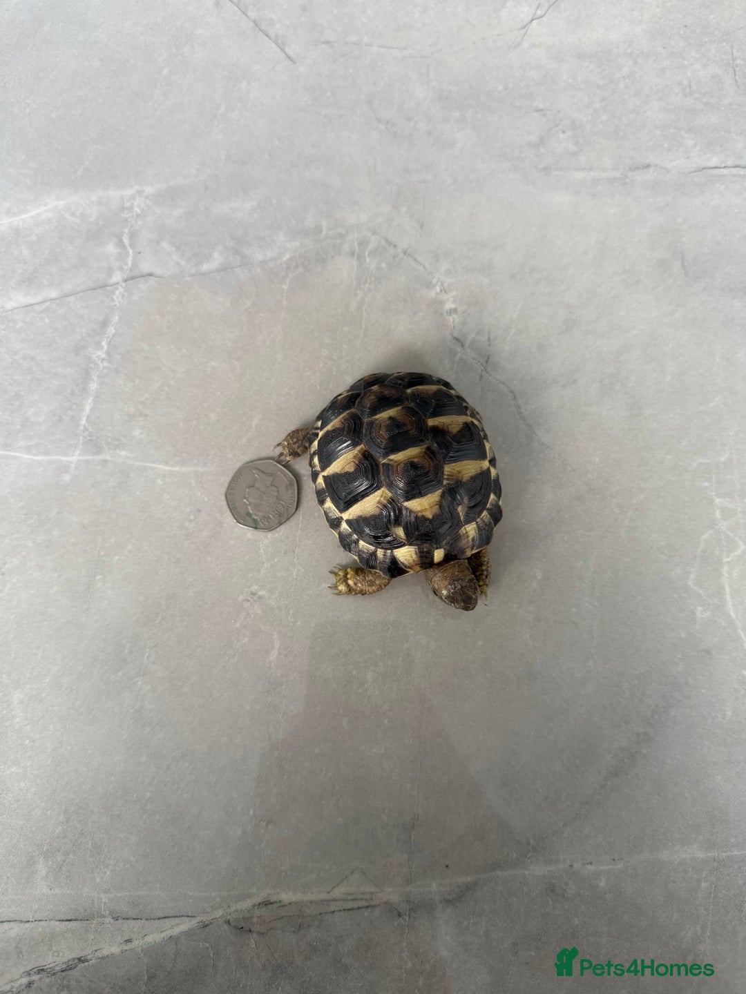 Hermann Tortoise reptiles for sale: Breeding pair of Hermann tortoises and babies - Advert 11