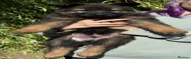 German Shepherd 9