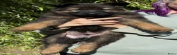 German Shepherd dogs for sale: Quality Longcoat Pups With Health tested Parents  - Advert 6