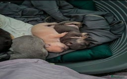 French Bulldog dogs for sale: French bulldogs puppies - Image 6