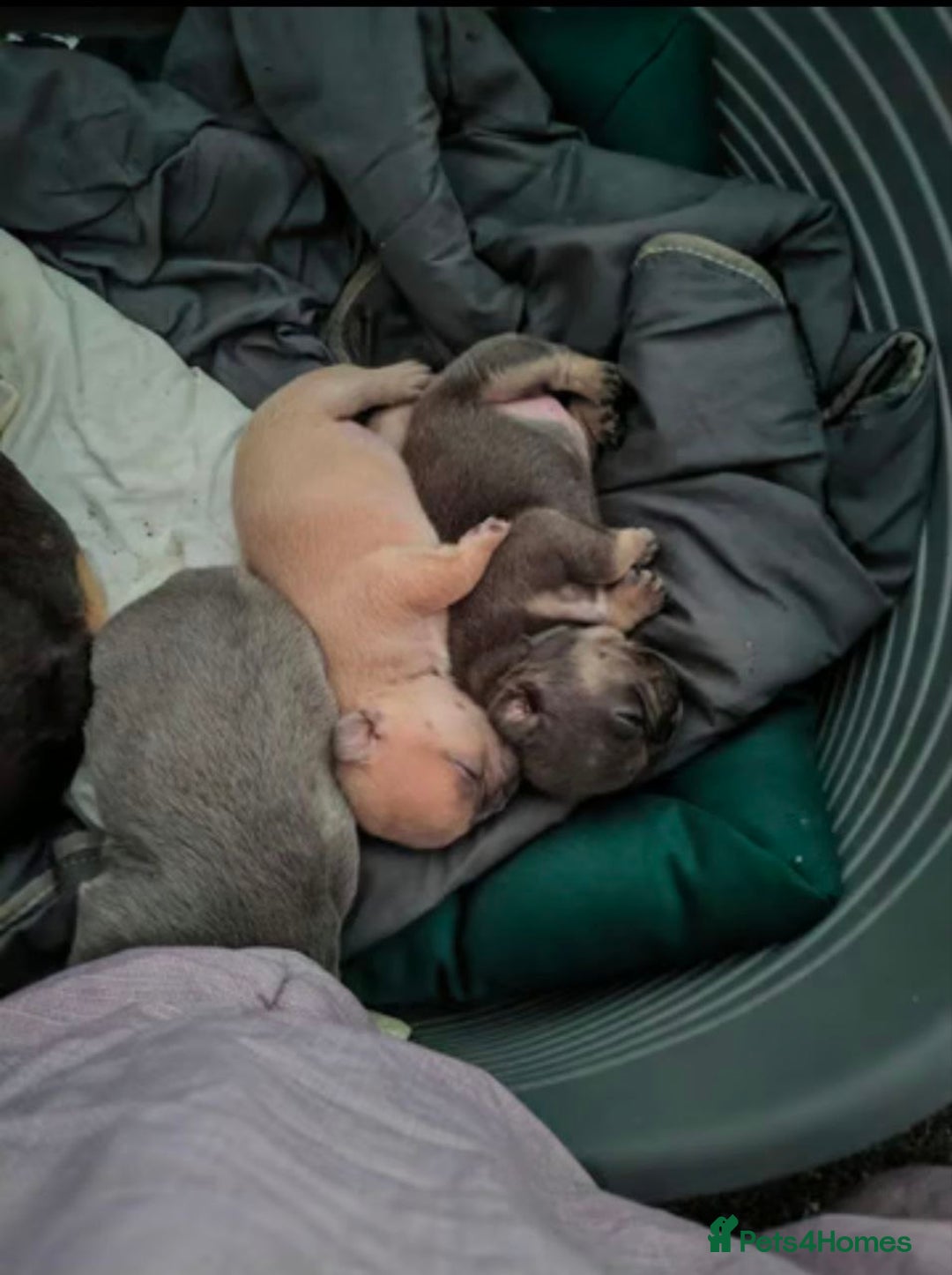 French Bulldog dogs for sale: French bulldogs puppies - Image 6