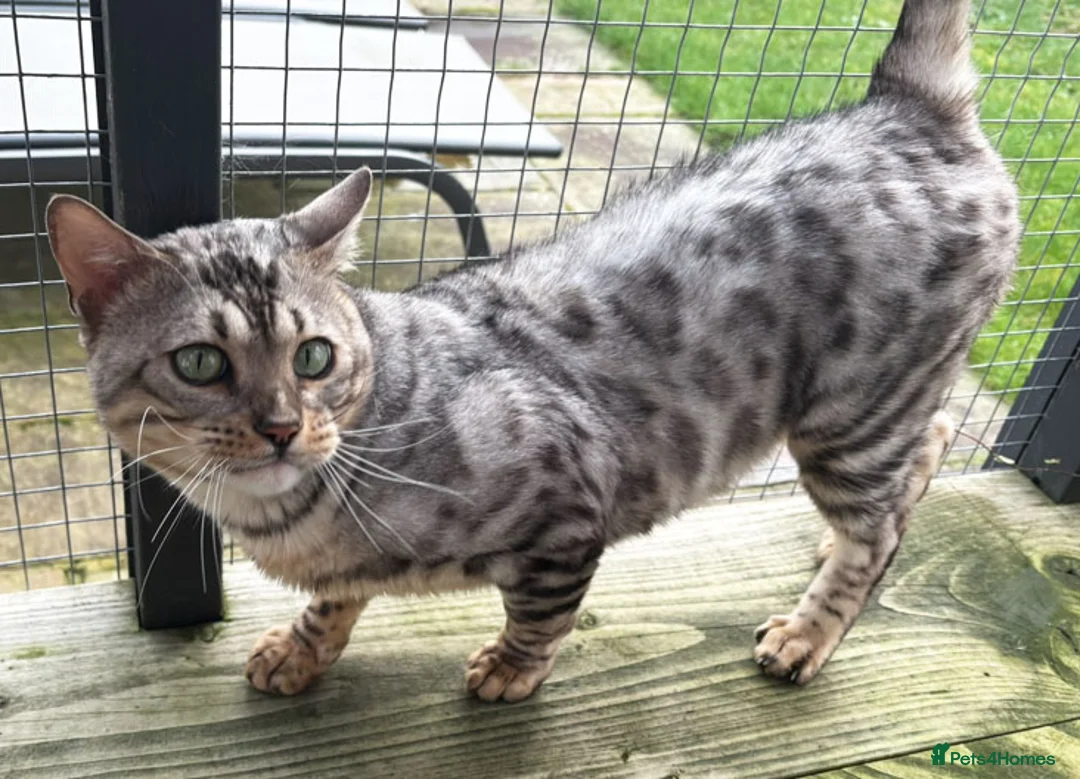 Bengal cats for sale: Beautiful big Silver spotted Bengal boy (ex stud) - Advert 15