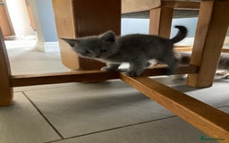Scottish Fold cats for sale: Beautiful Scottish fold kittens - Image 20