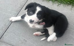 Border Collie dogs for sale: Beautiful girl non kc  - Image 17