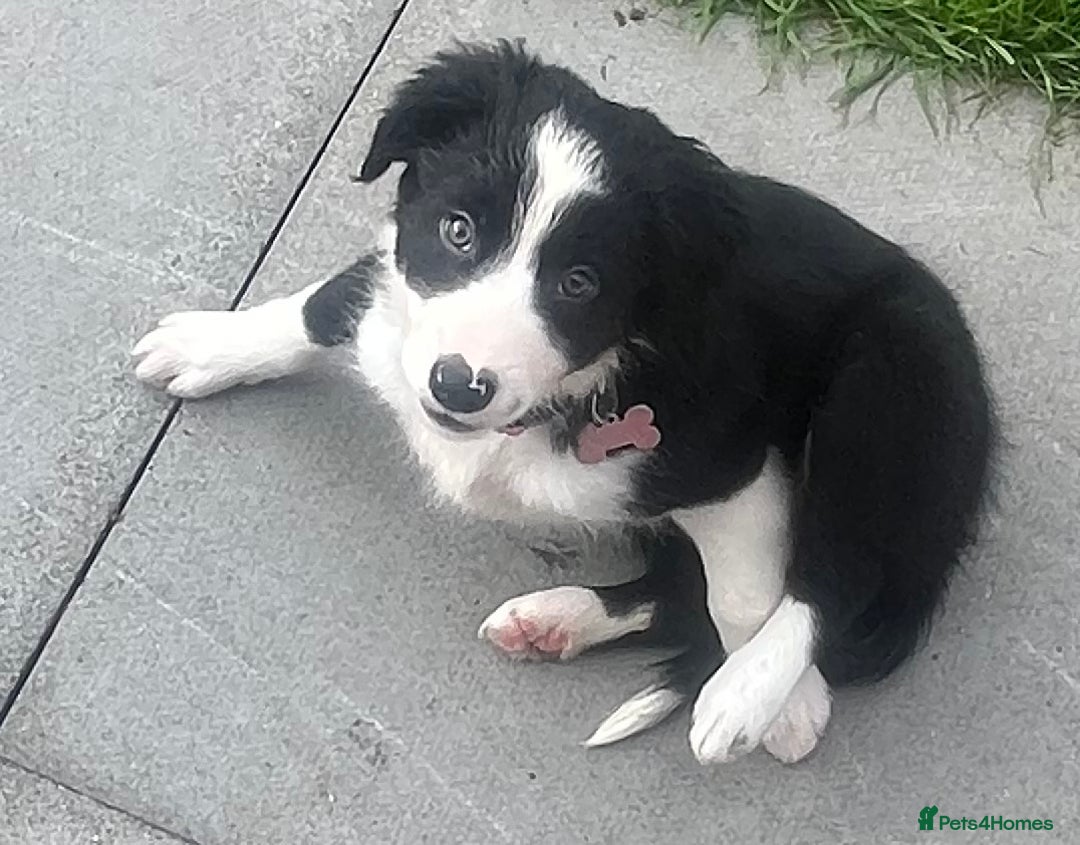 Border Collie dogs for sale: Beautiful girl non kc  - Image 17