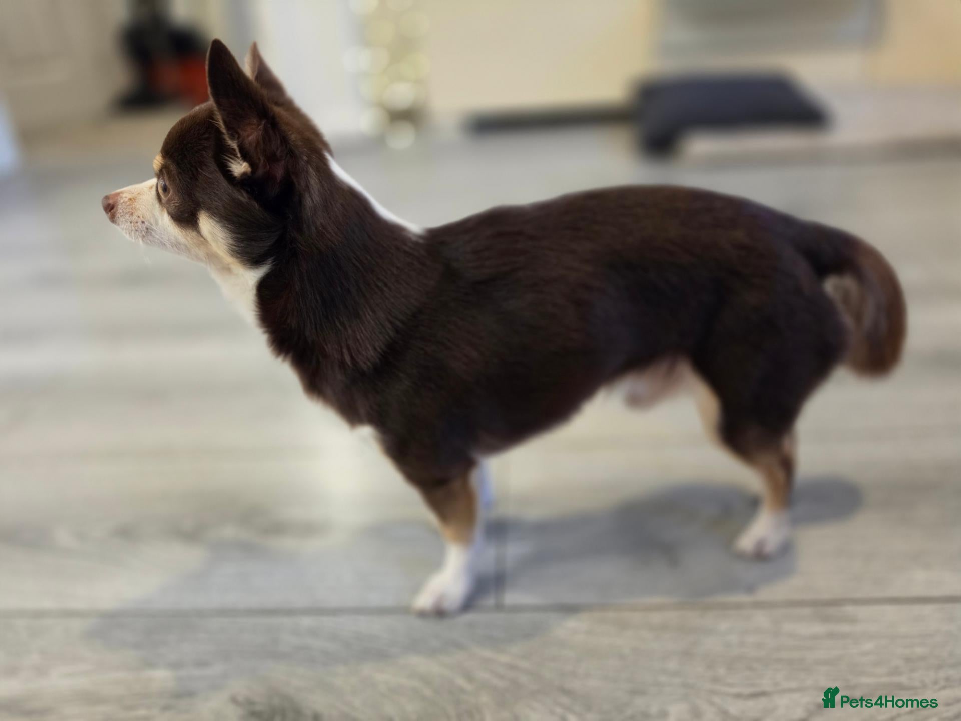 Chihuahua dogs Reggie-Quality Stud (Champion Breeding Background) - Advert 1