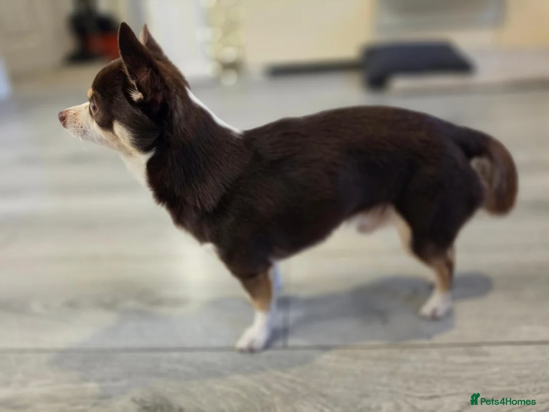 Chihuahua dogs for stud: Reggie-Quality Stud (Champion Breeding Background) - Advert 1