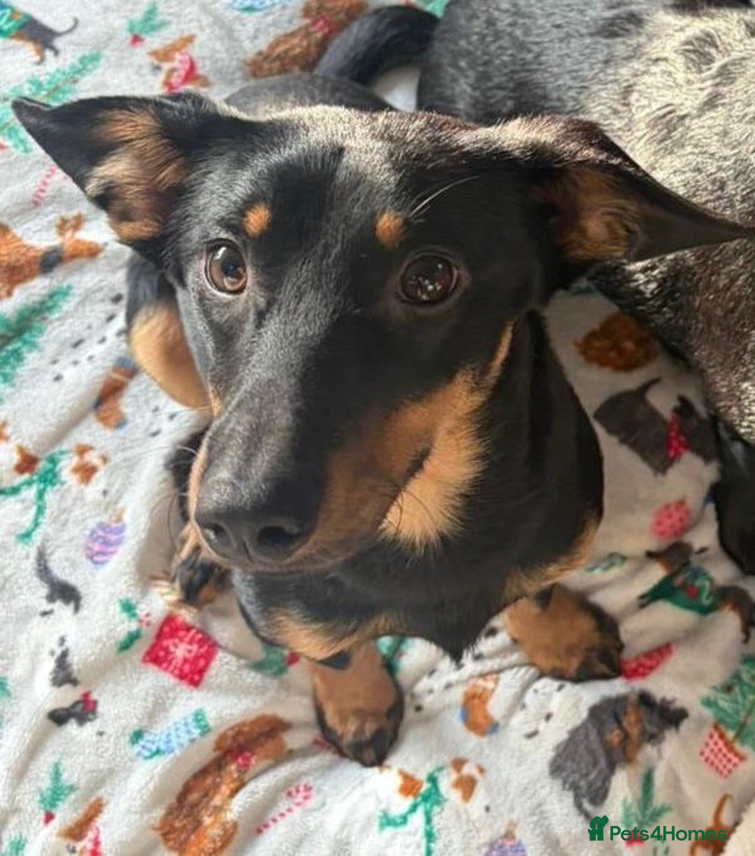 Dachshund dogs for adoption: Rocky needs Love  - Advert 23