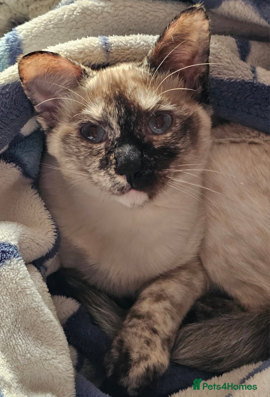 Sphynx cats for sale: Sphynx x Siamese kittens - Advert 10