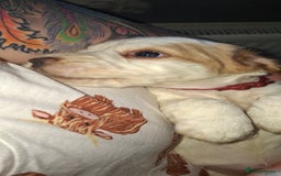 Cocker Spaniel dogs for sale: Beautiful kc registered working cocker pups  - Image 13