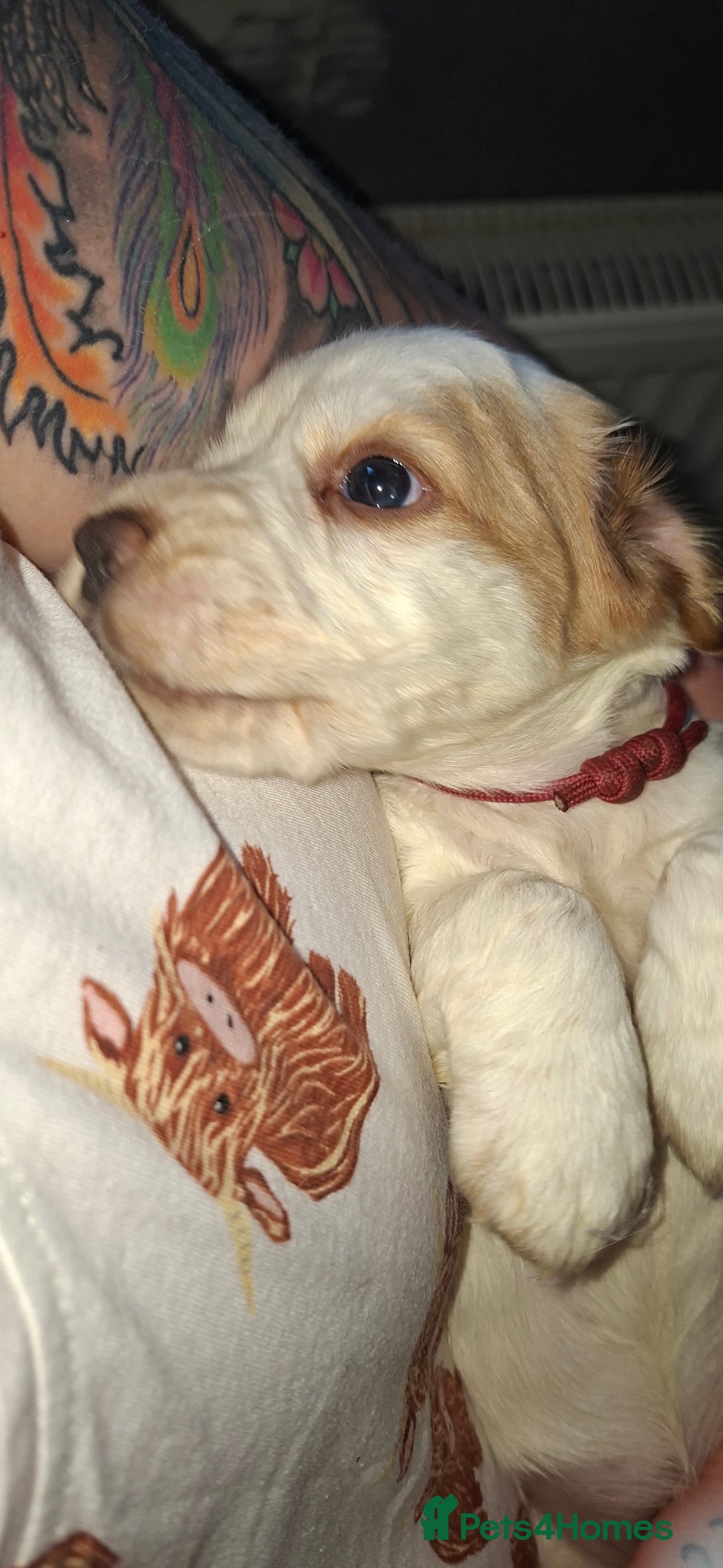 Cocker Spaniel dogs for sale: Beautiful kc registered working cocker pups  - Image 13