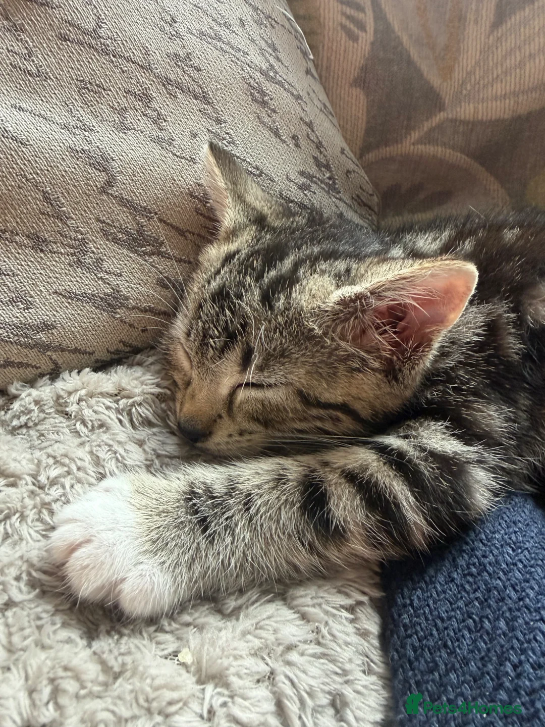 Mixed Breed cats for sale: Kittens for sale (Ready to go) in Tamworth - Advert 2