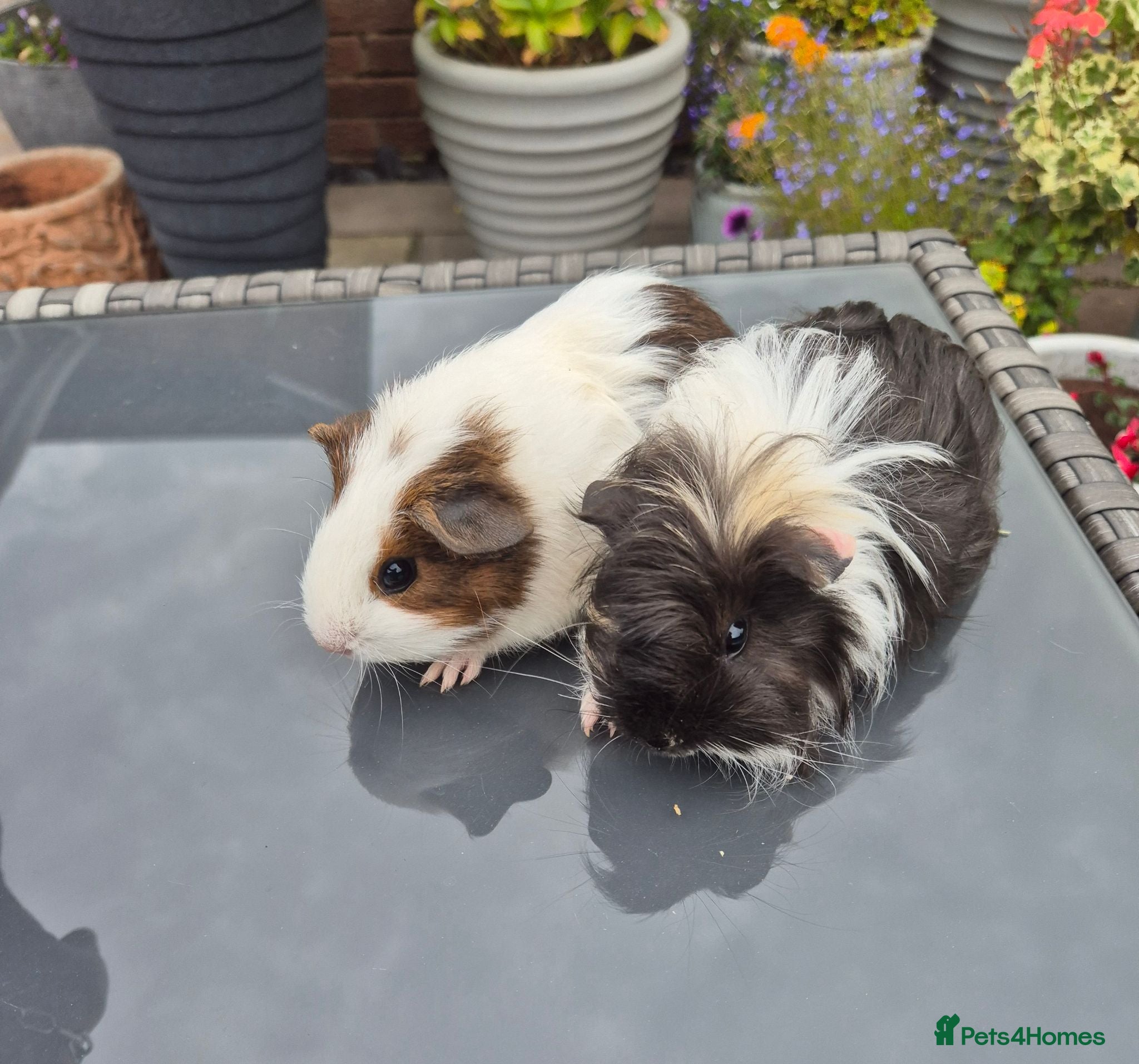 Guinea Pig rodents Baby Guinea Pig Sows - Advert 1