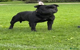 Staffordshire Bull Terrier dogs for sale: Best uk Staffordshire bull terrier litter - Image 2