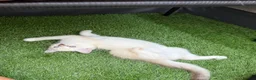 Ragdoll cats for sale: Just one Ragdoll left CARLOS  - Advert 5