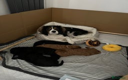 Cavapoo dogs for sale: 🐾 Beautiful Black Cavapoo Puppies – Family Raised - Image 5