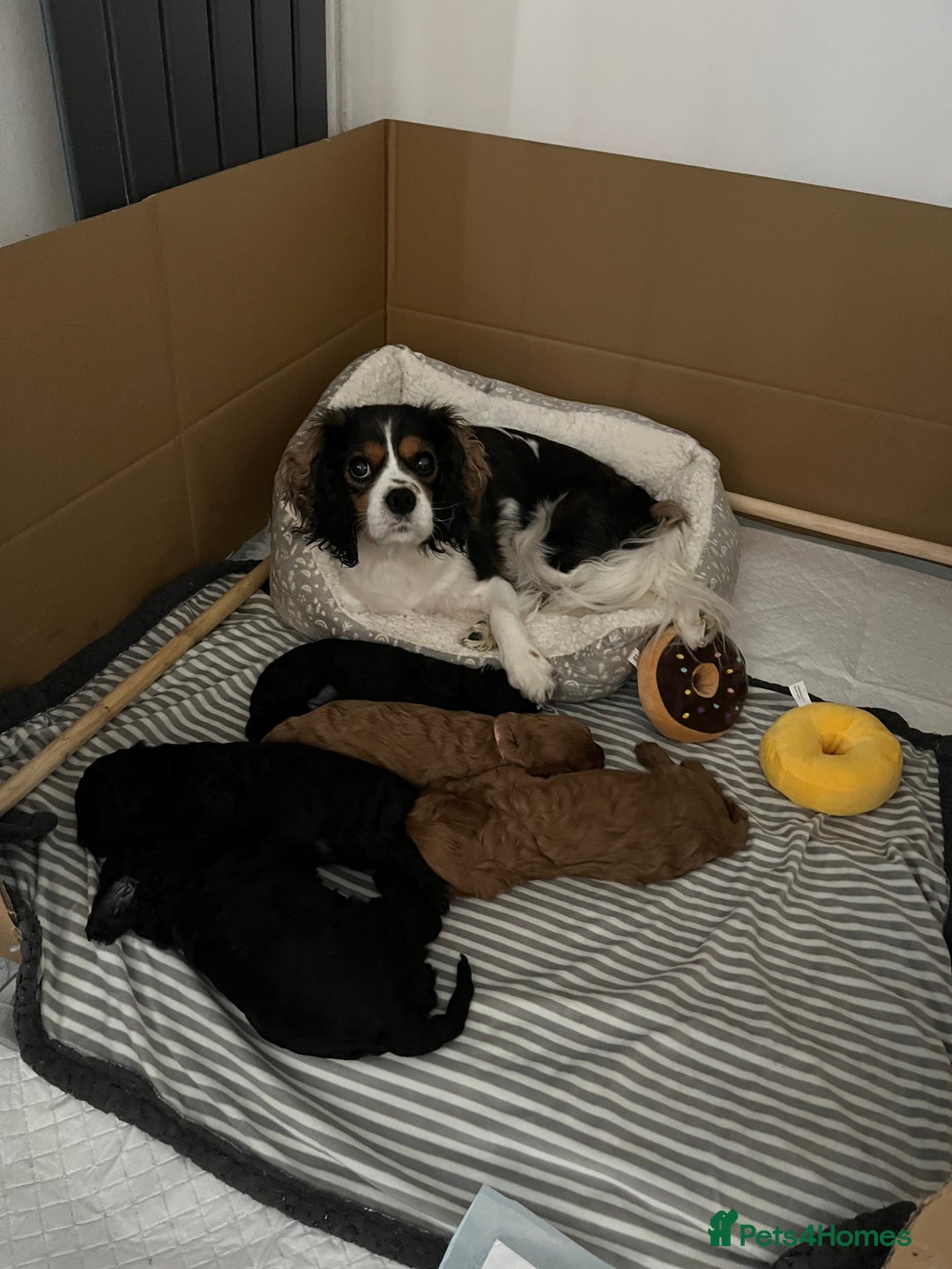 Cavapoo dogs for sale: 🐾 Beautiful Black Cavapoo Puppies – Family Raised - Image 5