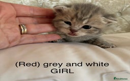Scottish Fold cats for sale: Scottish fold/ Scottish striaght BSH kittens  - Image 26