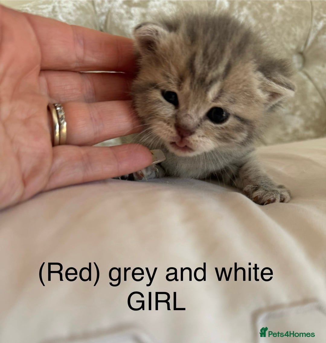 Scottish Fold cats for sale: Scottish fold/ Scottish striaght BSH kittens  - Image 26