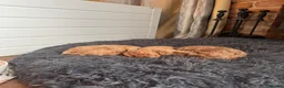 Cockapoo dogs for sale: Cockapoo (F1b) - Advert 4
