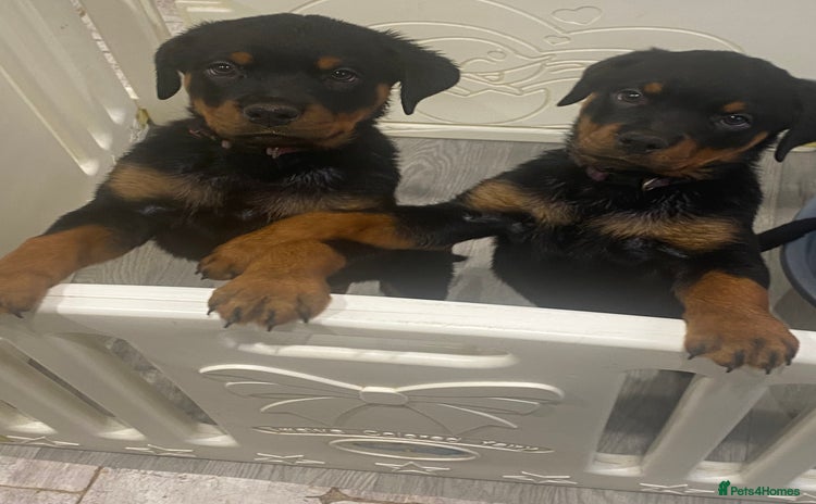 Rottweiler dogs - Advert 10
