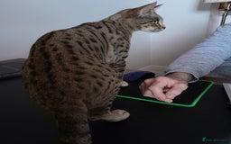 Savannah cats for sale: Beautiful F3 Pedigree Savannah Lady TICA Reg - Image 7
