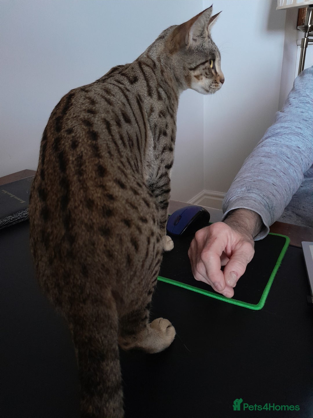 Savannah cats for sale: Beautiful F3 Pedigree Savannah Lady TICA Reg - Image 7